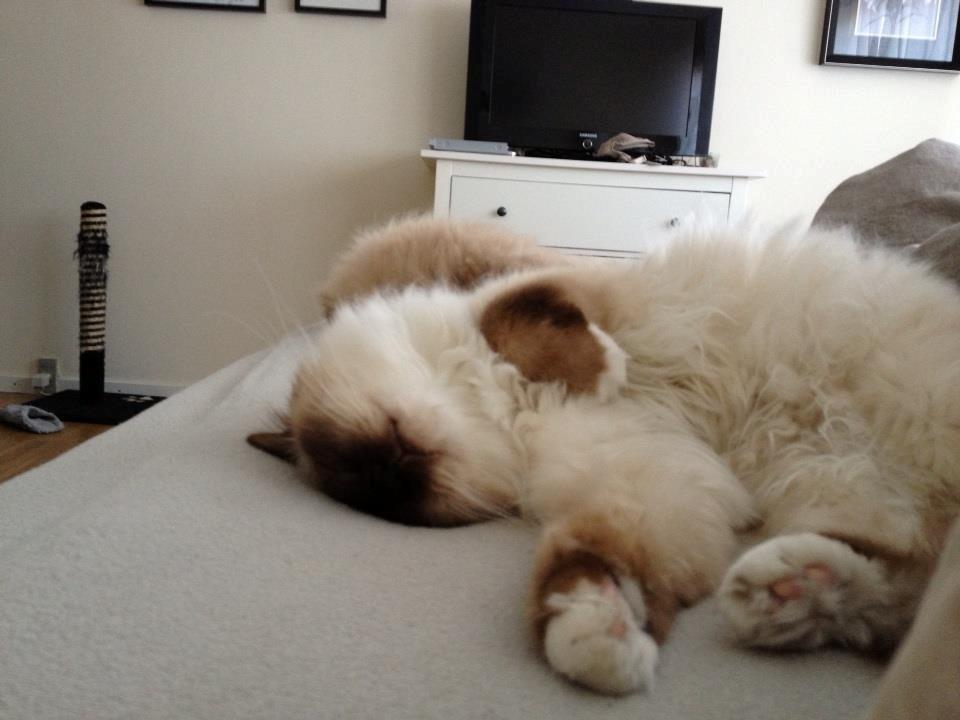 Hellig Birma James billede 14