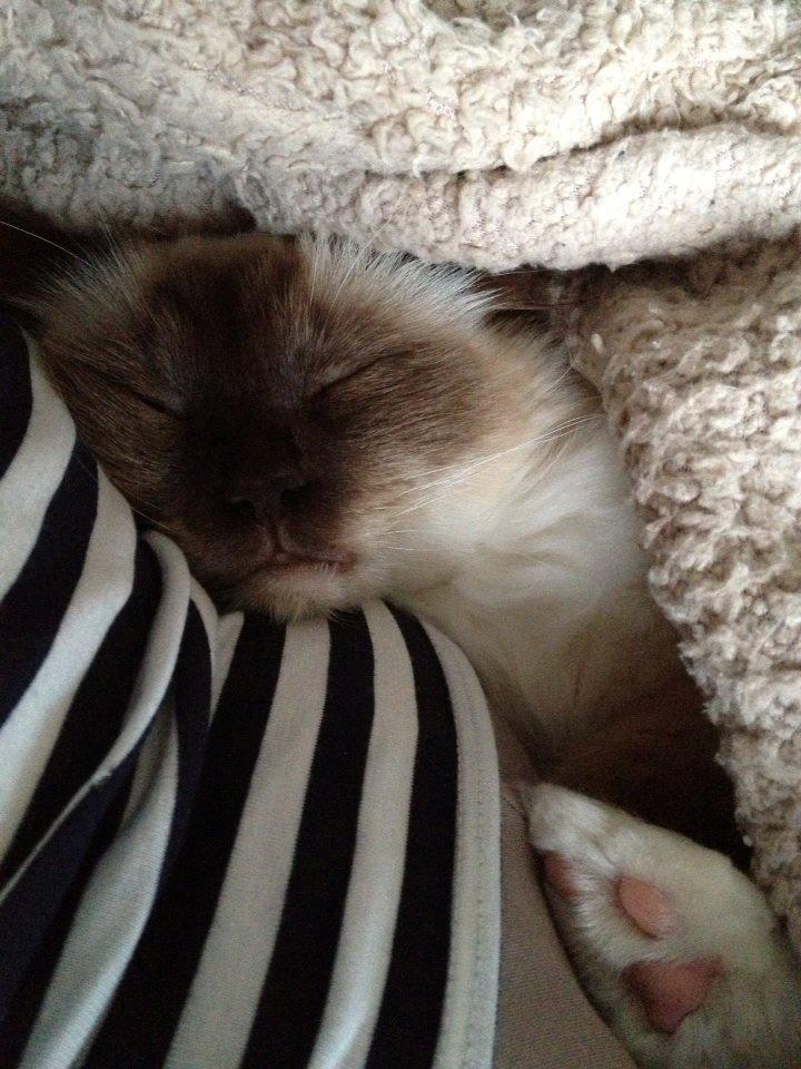 Hellig Birma James billede 15