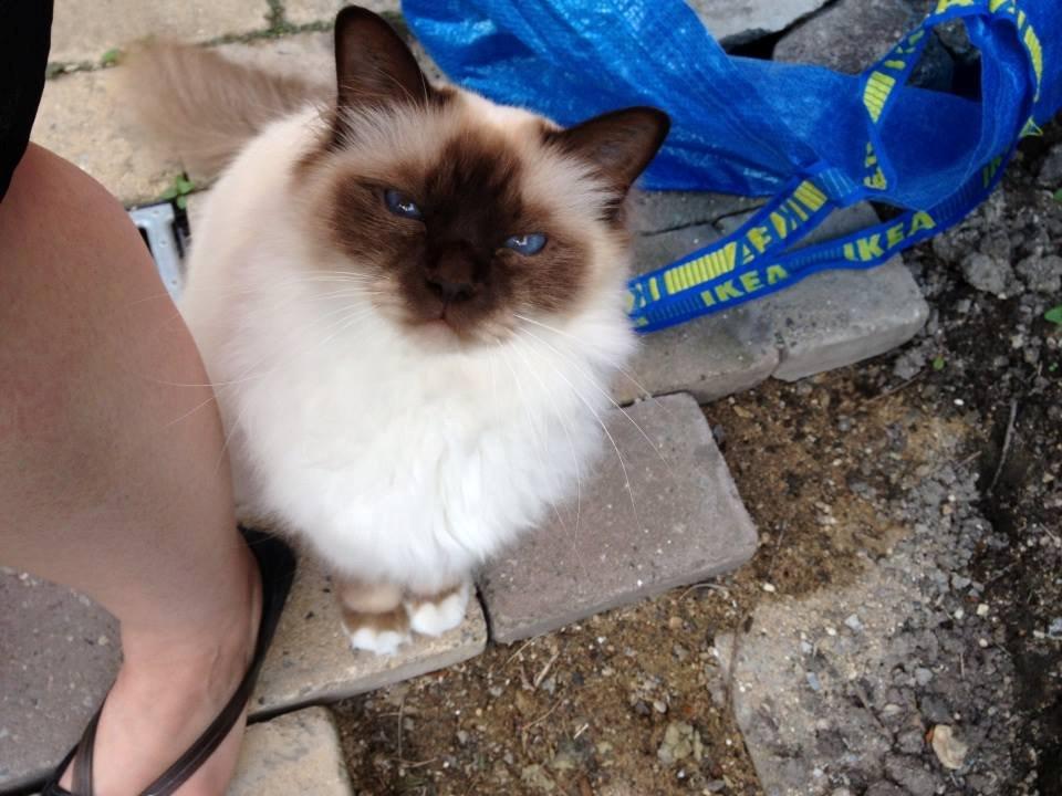 Hellig Birma James billede 16