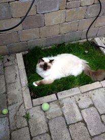 Hellig Birma James billede 17