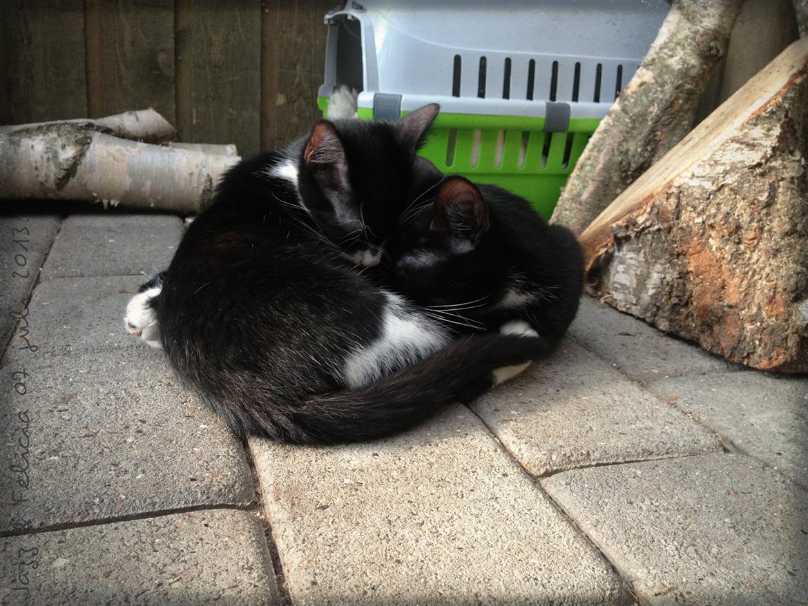 Huskat ~ Jazzmin - <3 billede 6