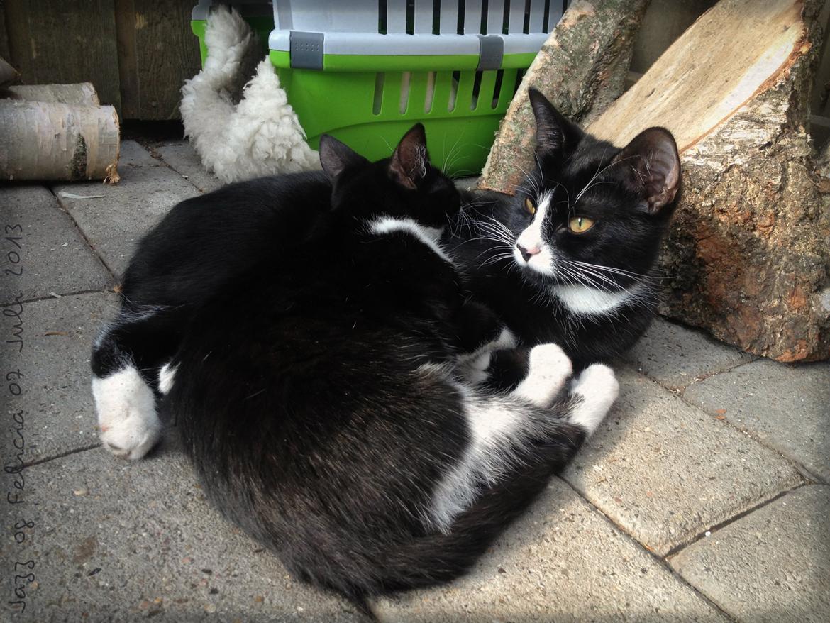 Huskat ~ Jazzmin - Jazz og hendes bedste ven Felicia. billede 5