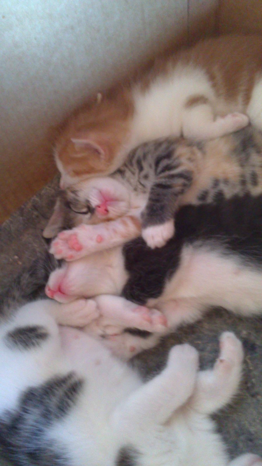 Huskat Anton (mandsen) Den charmerende fyr. - 15) Antons søskende, Albert, Alex og Freya. 
Taget af: Miig billede 15