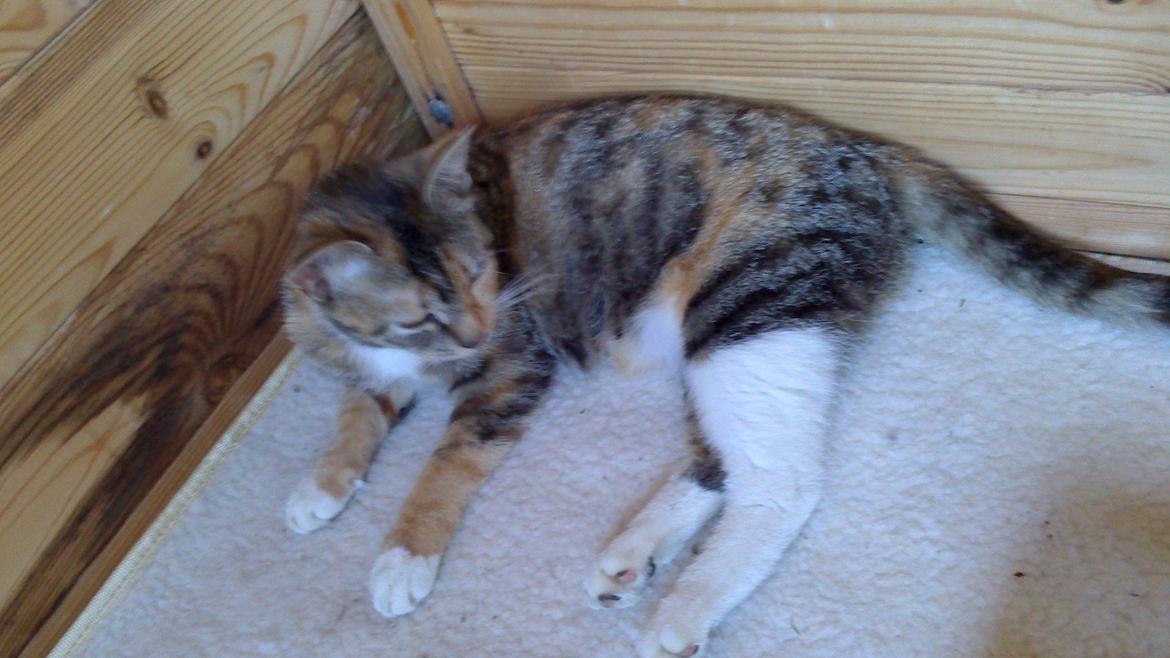 Huskat Anton (mandsen) Den charmerende fyr. - 16) Antons mor. Afroditte<3 billede 16