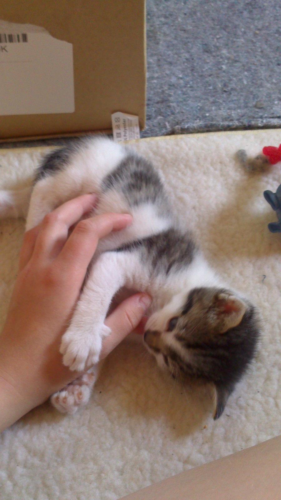 Huskat Anton (mandsen) Den charmerende fyr. - 2)Bare en smule legesyg?! 

Taget af: Miig billede 2