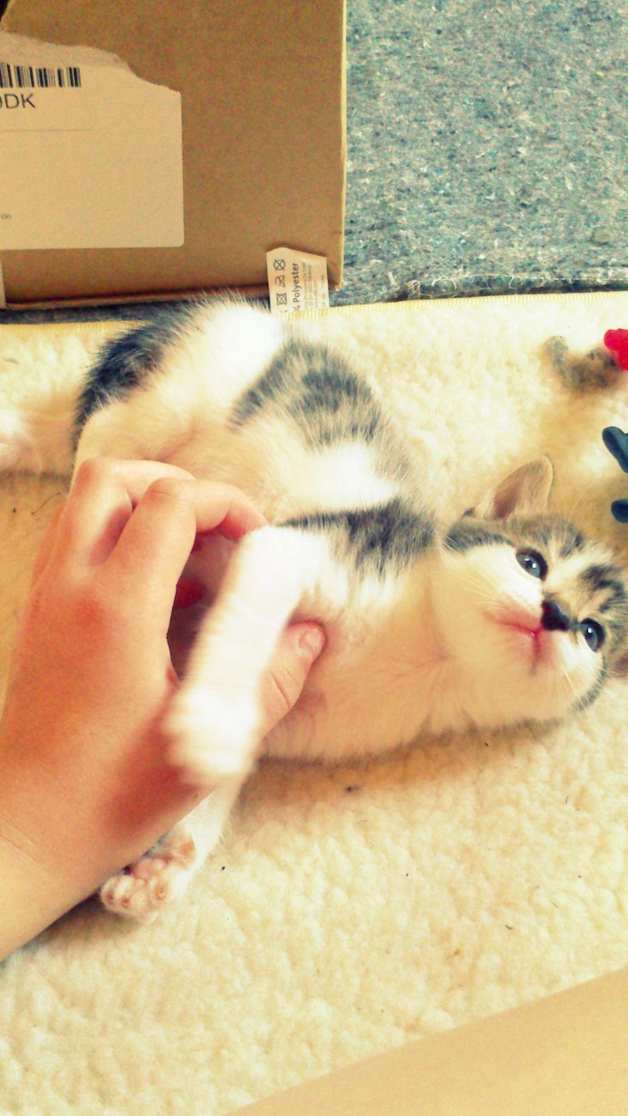 Huskat Anton (mandsen) Den charmerende fyr. - 1) Velkommen til Anton <3

Du har så søde øjne lille mand<3

Taget af: Miig billede 1