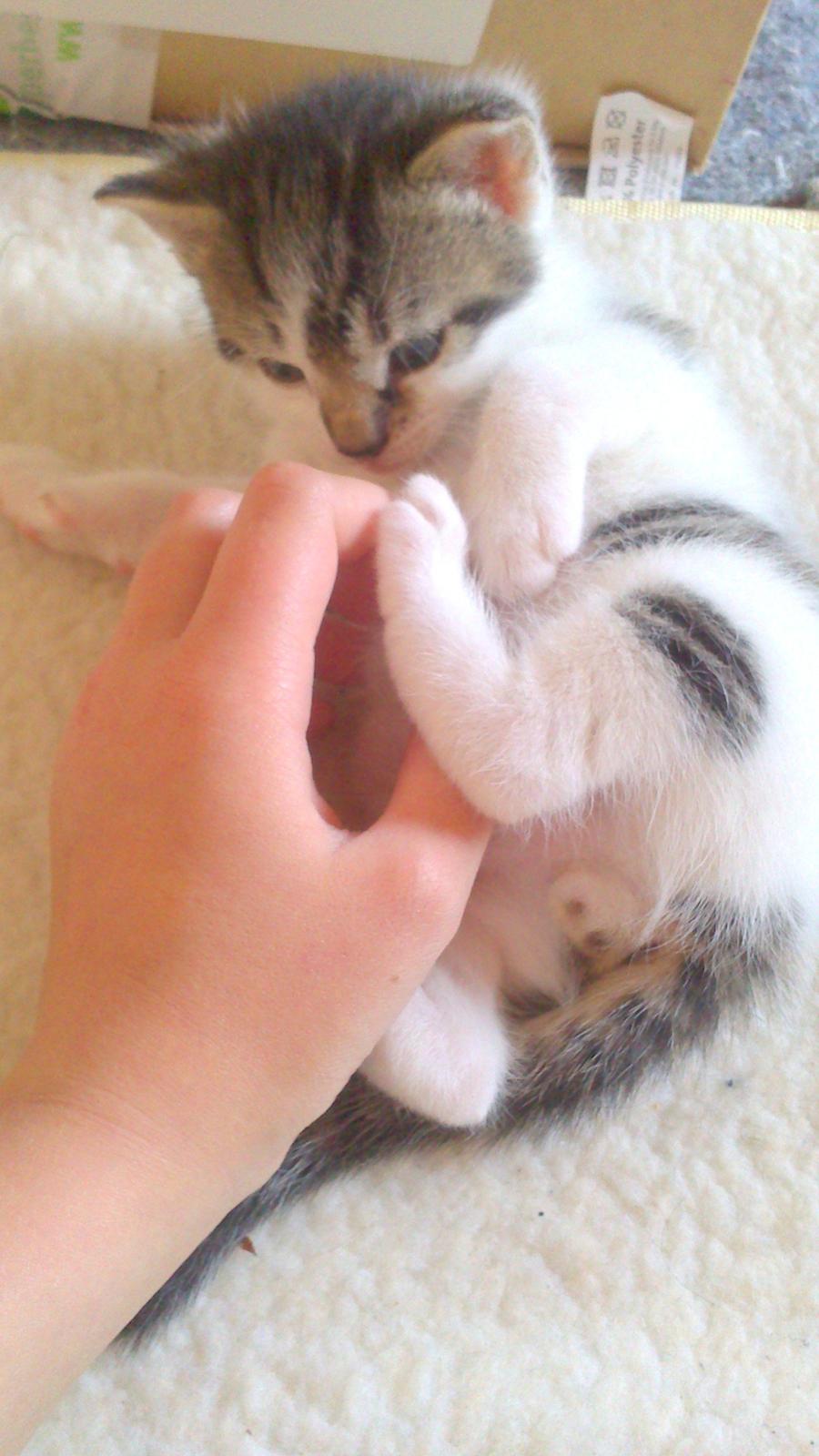 Huskat Anton (mandsen) Den charmerende fyr. - 5) Min makker :)
Taget af: Miig billede 5