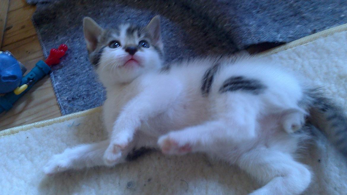 Huskat Anton (mandsen) Den charmerende fyr. - 5) Haha, hvor er du sød mandsen! 
Taget af: Miig billede 6