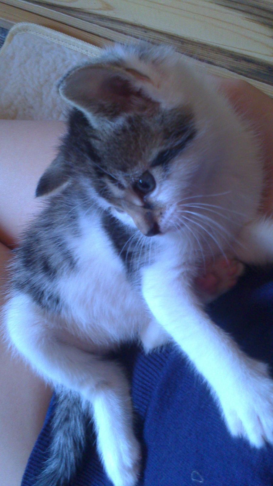 Huskat Anton (mandsen) Den charmerende fyr. - 6) "Hvad er det mon?" 

Taget af: Miig billede 7