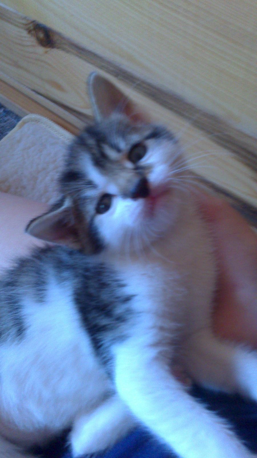 Huskat Anton (mandsen) Den charmerende fyr. - 7) o_o

Taget af: Miig billede 8