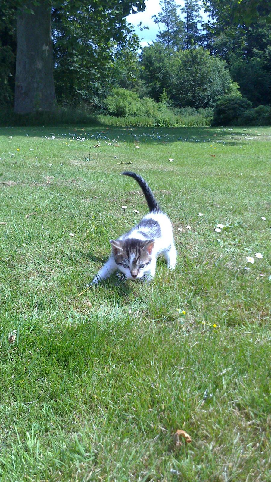 Huskat Anton (mandsen) Den charmerende fyr. - 8) Uh, hvad er det her mon?
- På vej over til mor ;-)
Taget af: Miig billede 9