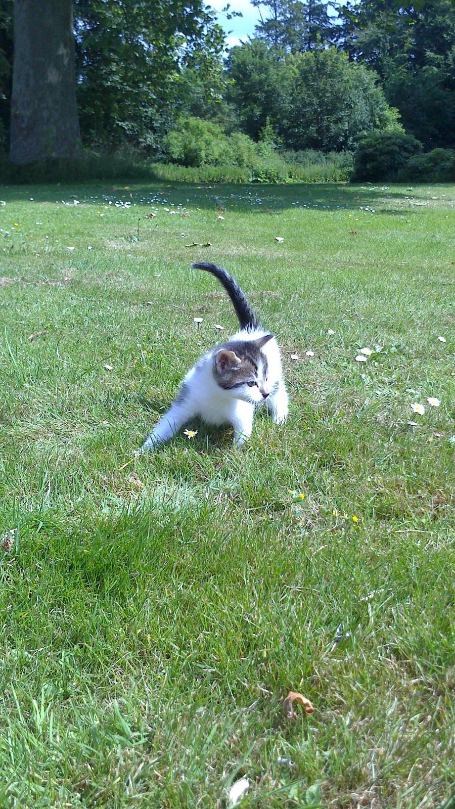 Huskat Anton (mandsen) Den charmerende fyr. - 9) ILoveU
Taget af: Miig billede 10