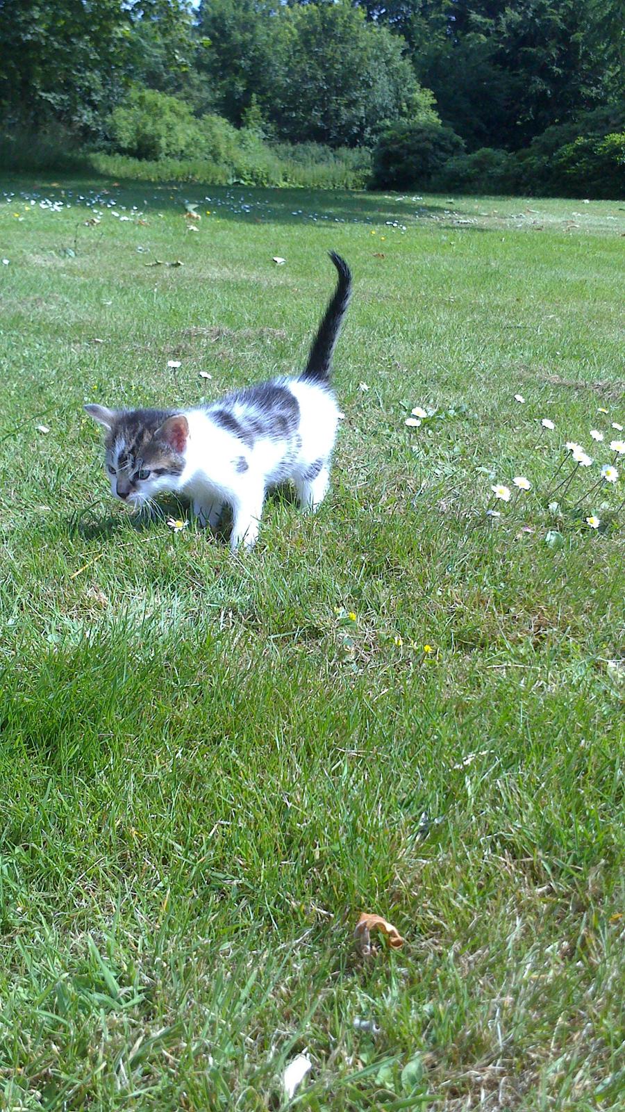 Huskat Anton (mandsen) Den charmerende fyr. - 10) Freya.(Hans Søster) Kom og se. Det helt grønt :D 

Taget af: Miig billede 11