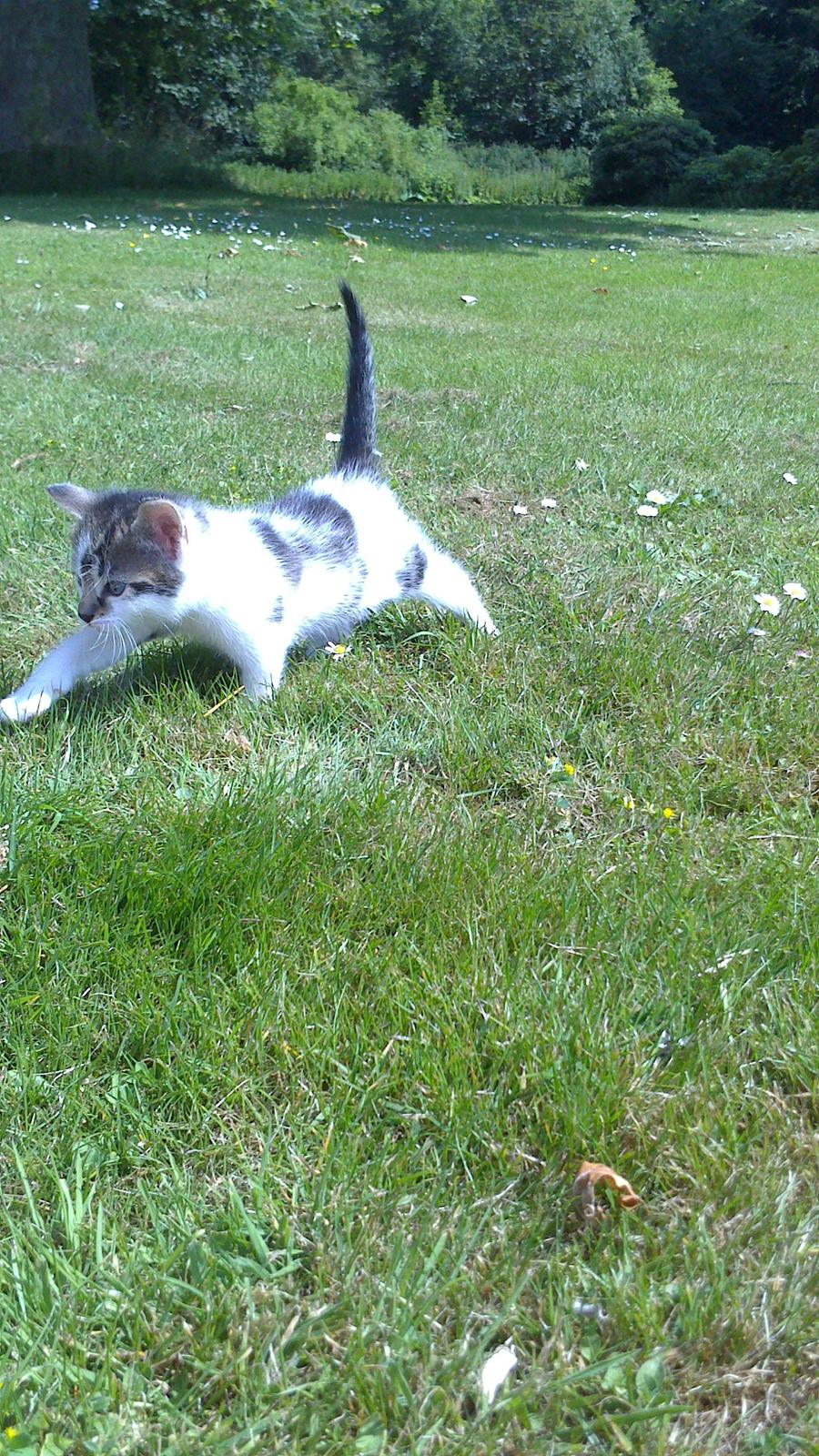 Huskat Anton (mandsen) Den charmerende fyr. - 11) "Jeg skal lige strække mig lidt!"
Taget af: Miig billede 12