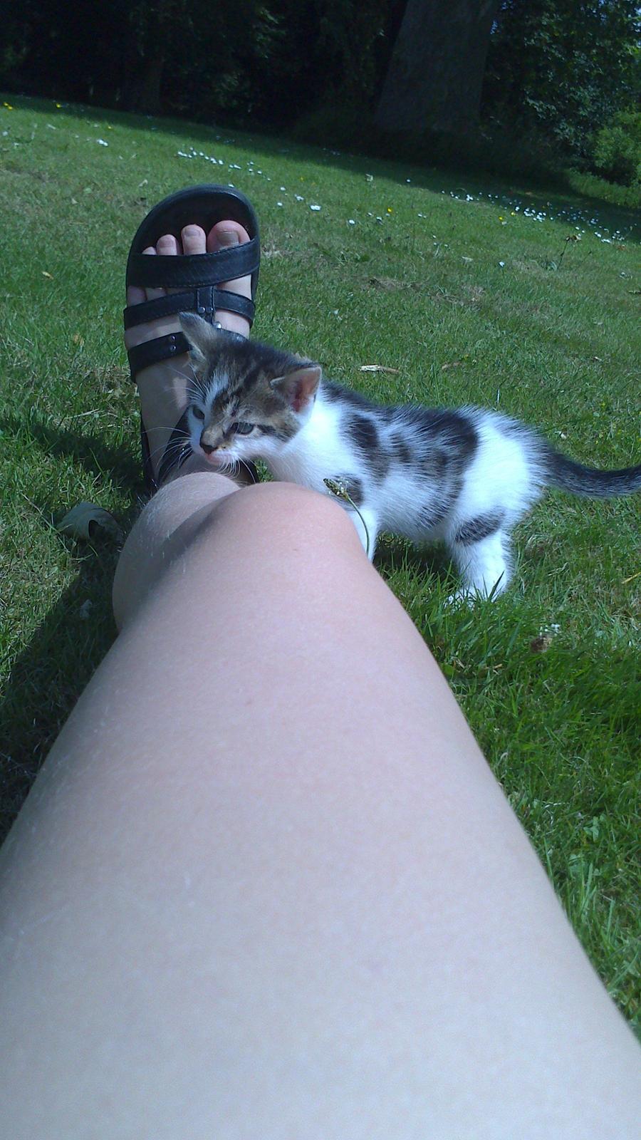 Huskat Anton (mandsen) Den charmerende fyr. - 14) :o. På vej over til mor som ligger bagved
Taget af: Miig
 billede 14