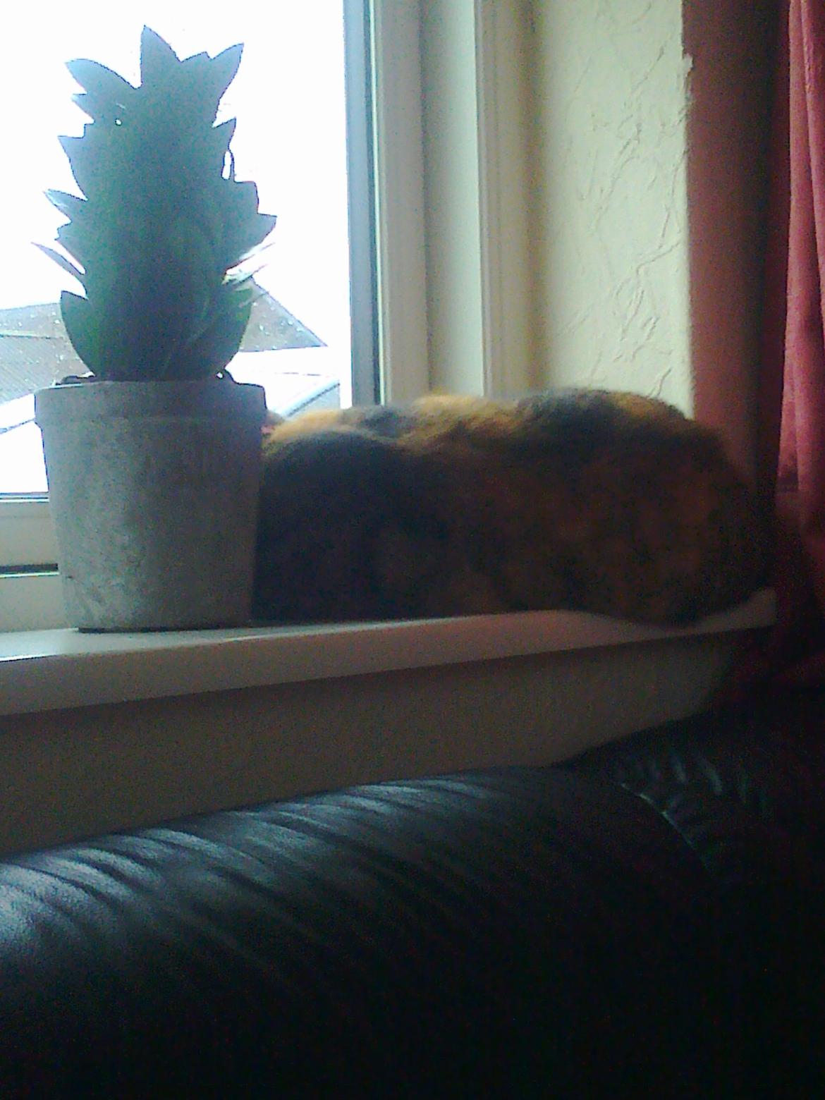 Huskat freja - Lige og sover billede 21