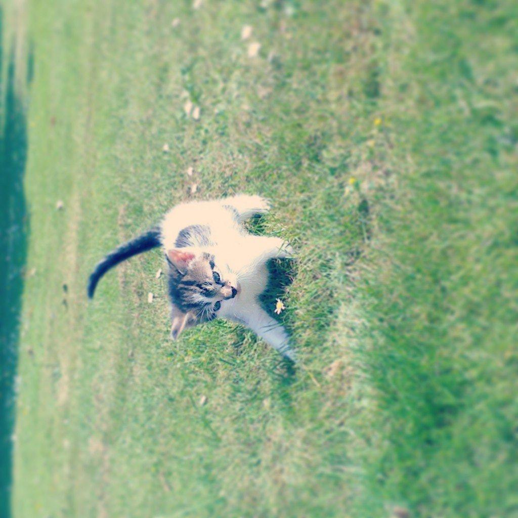 Huskat Anton (mandsen) Den charmerende fyr. - 3)
Taget af: Miig billede 3