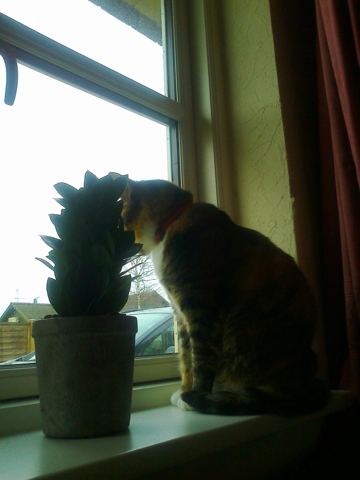 Huskat freja billede 22