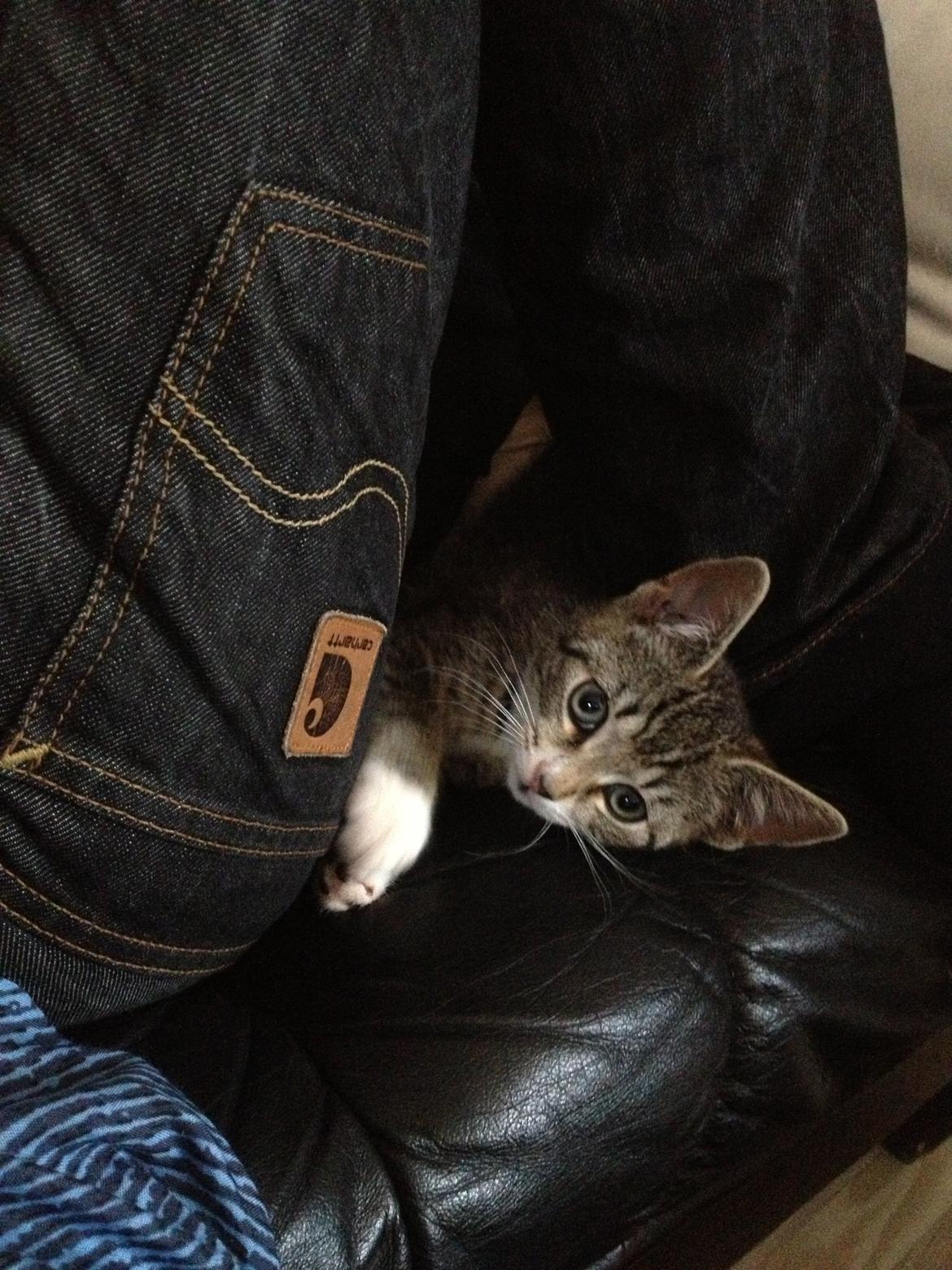 Huskat Malou billede 1