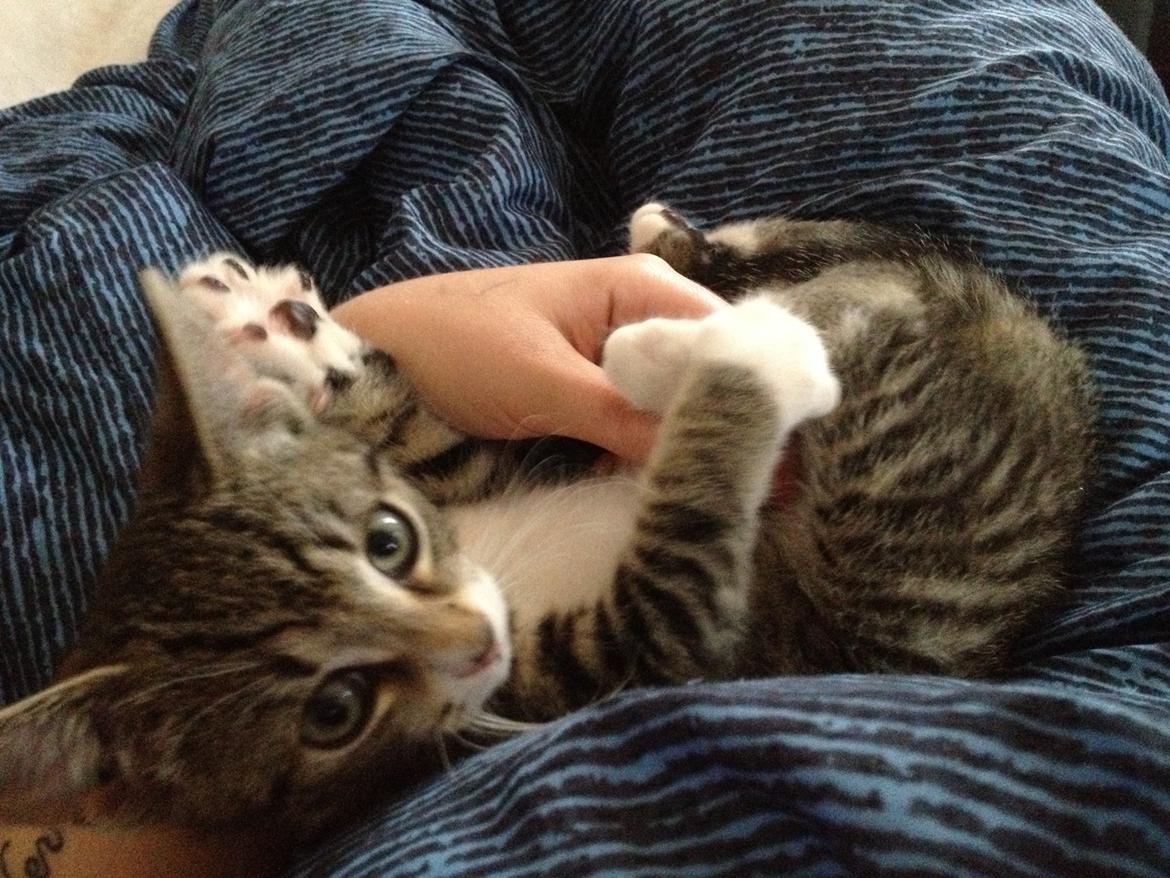 Huskat Malou billede 2