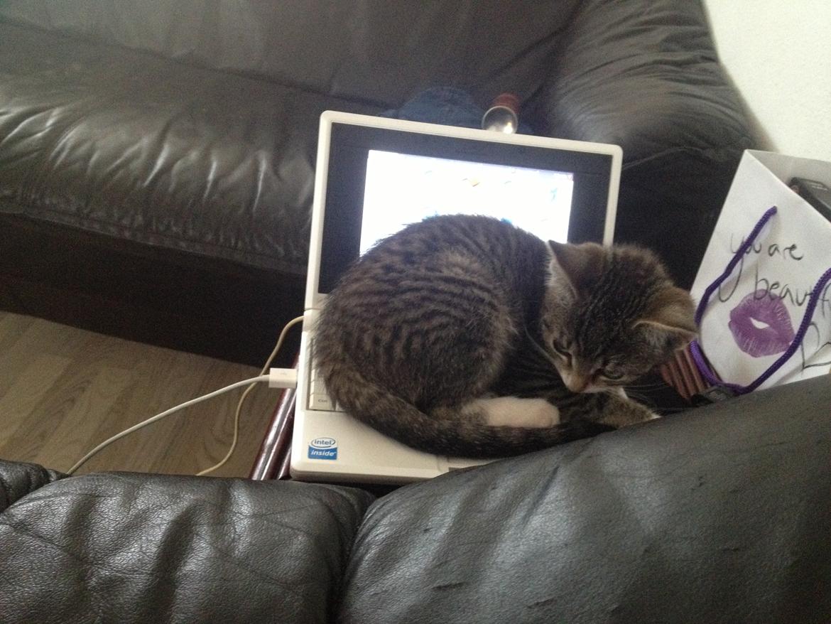 Huskat Malou billede 3