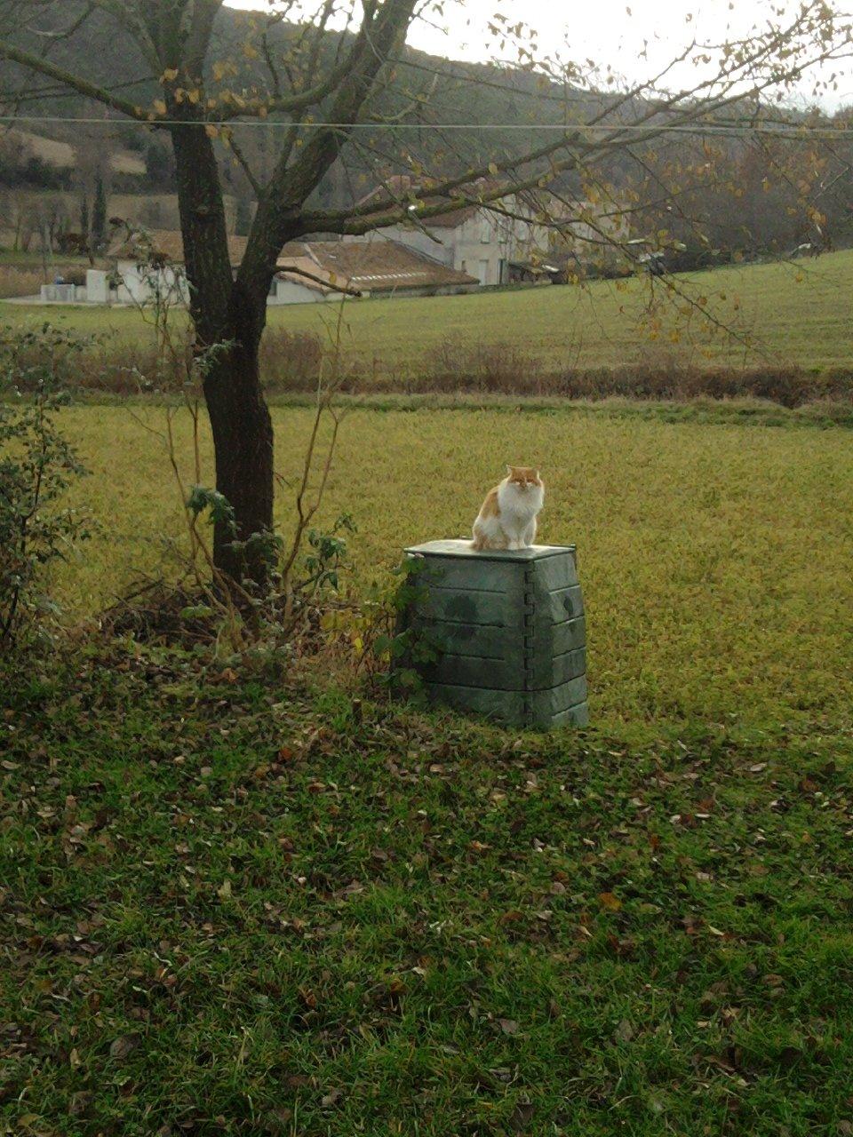 Blanding af racer Roussette billede 18