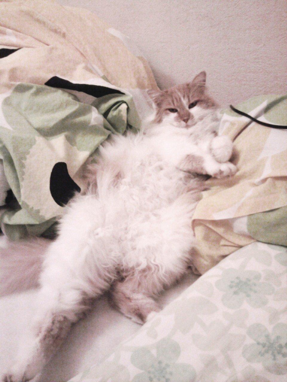 Blanding af racer Roussette billede 19