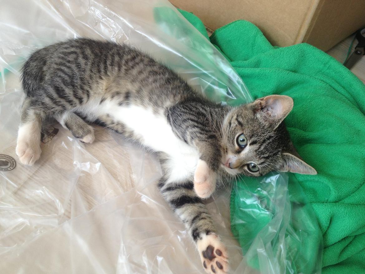 Huskat Malou billede 5