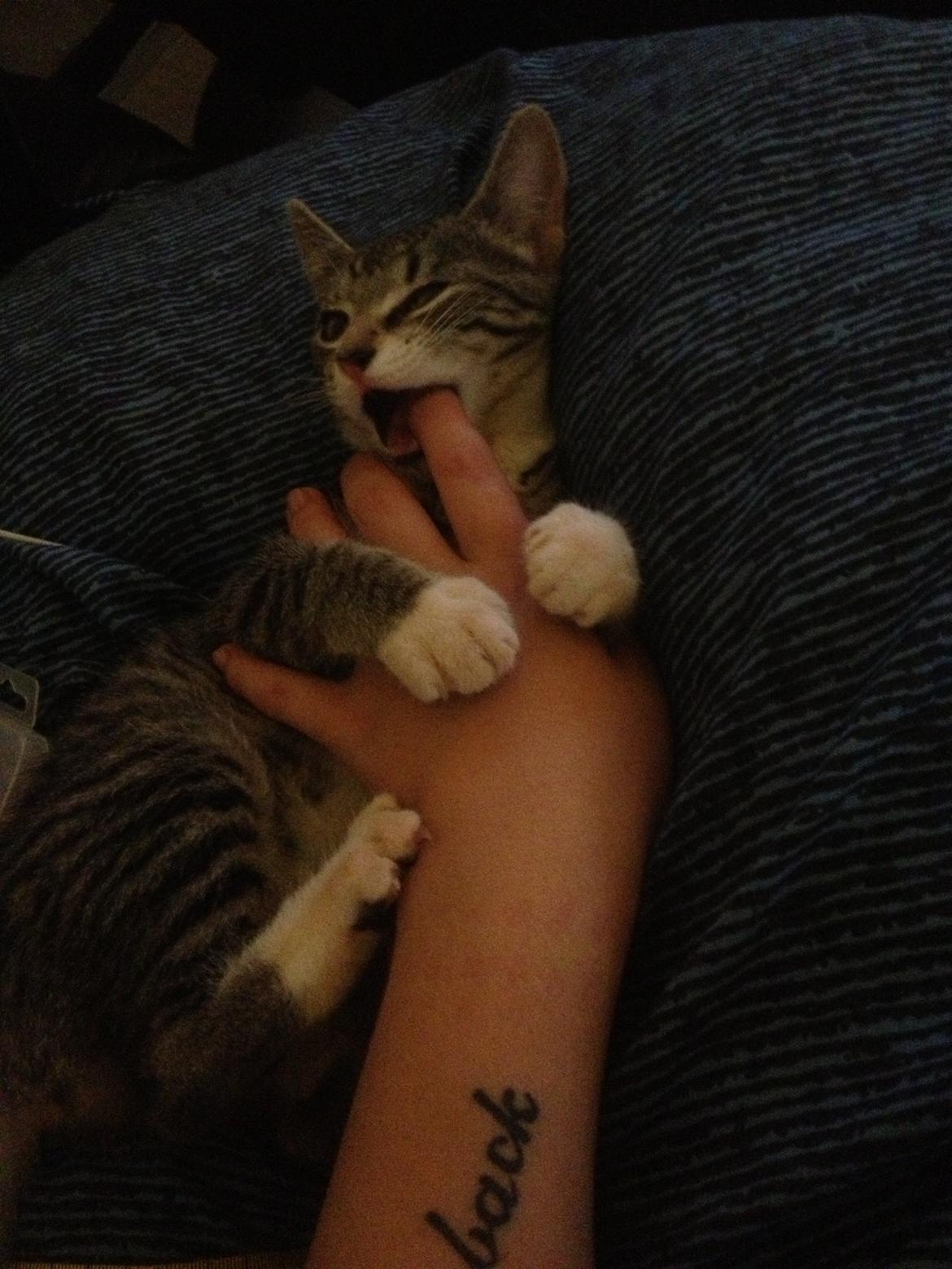 Huskat Malou billede 6