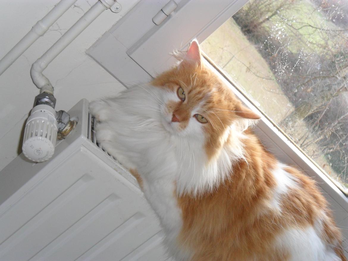 Blanding af racer Roussette billede 20