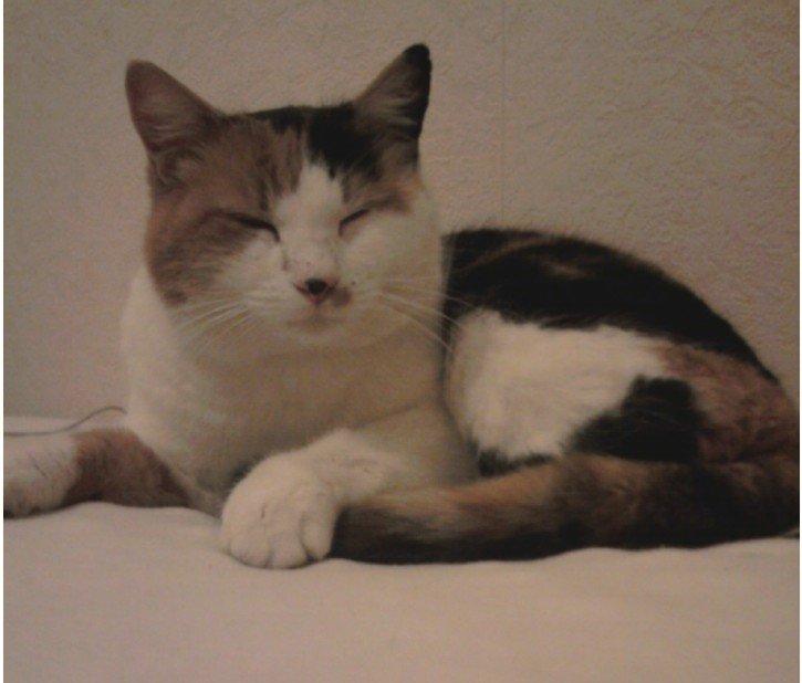 Blanding af racer Missa billede 16