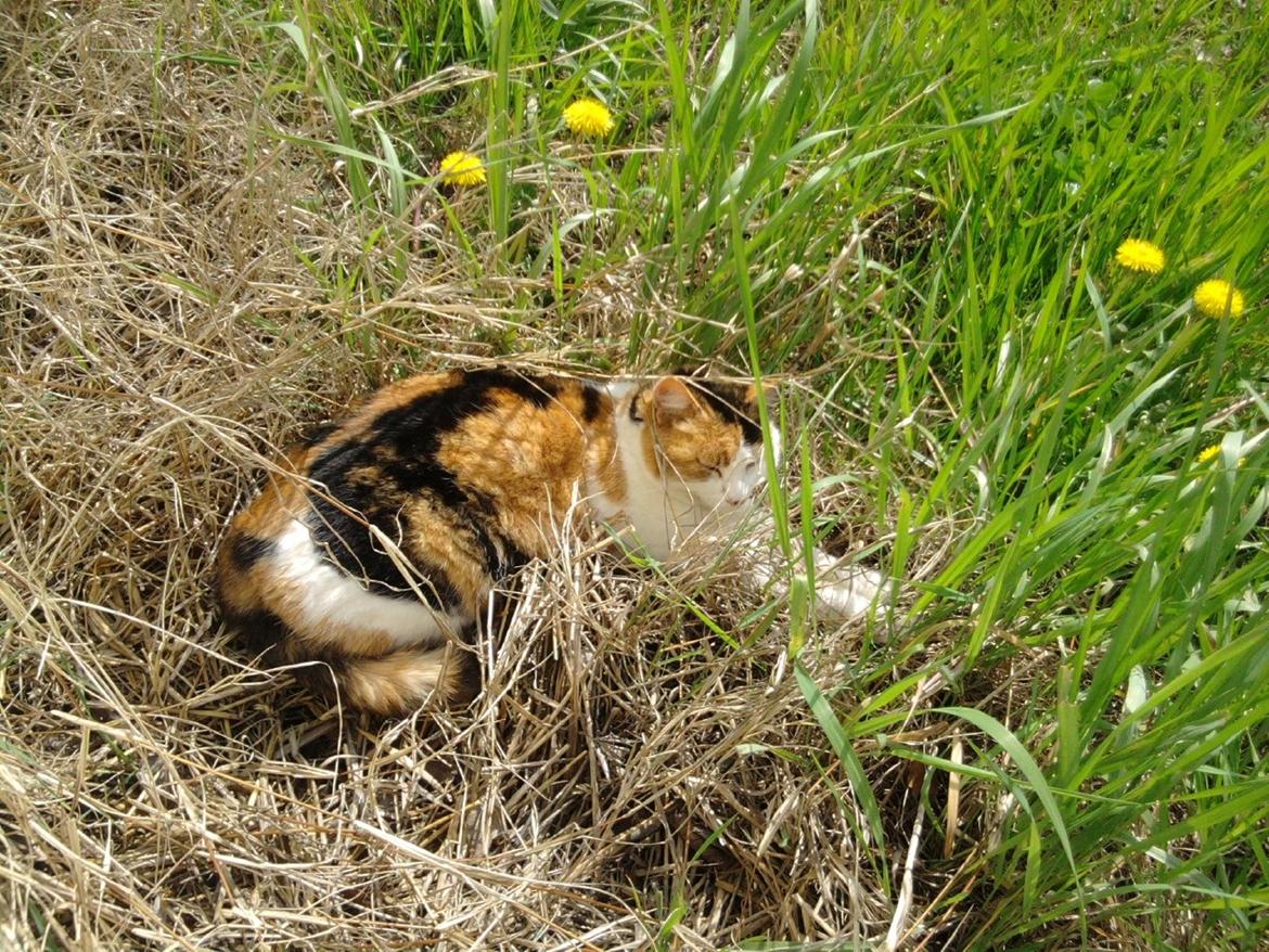 Blanding af racer Missa billede 17