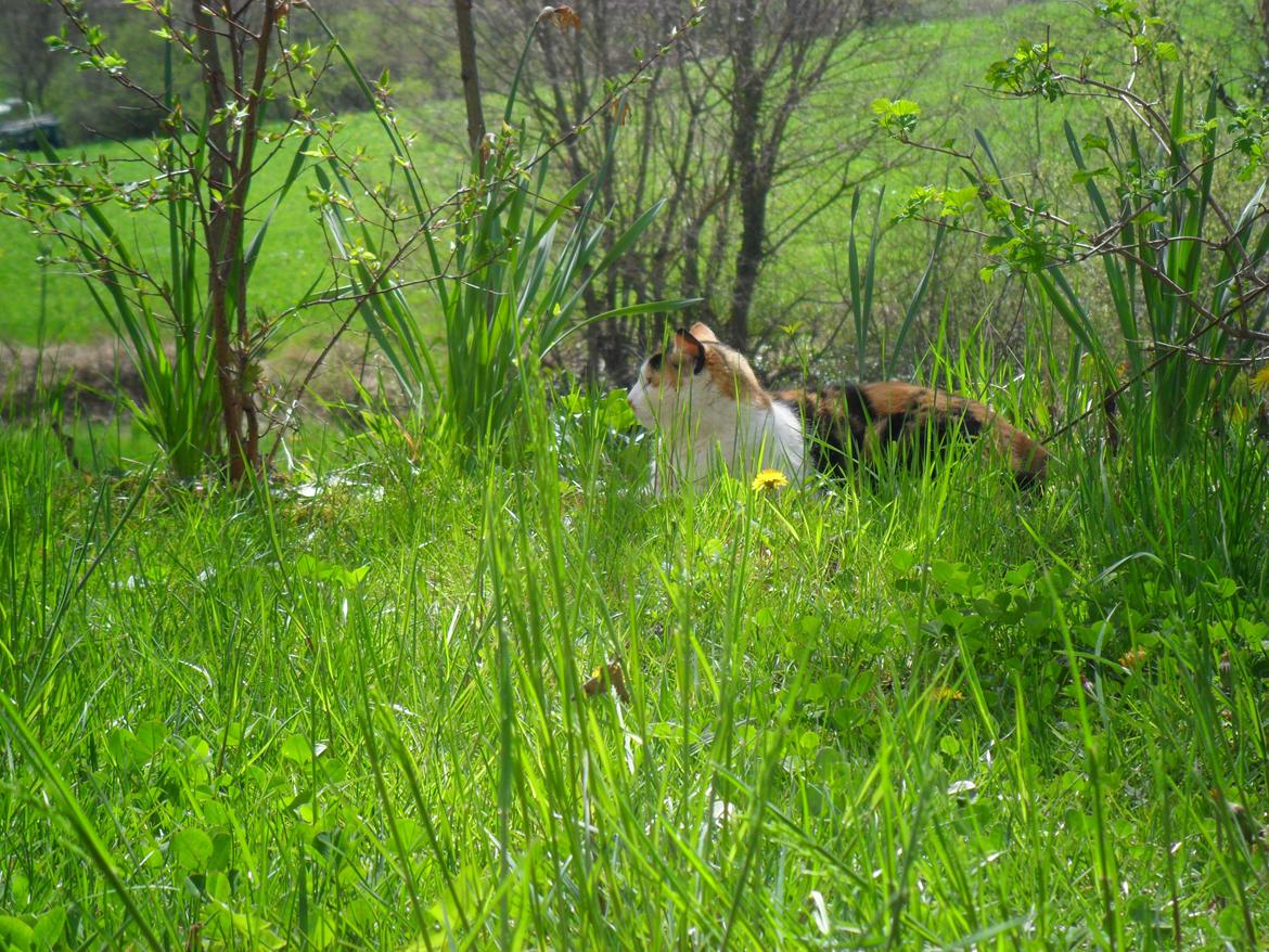 Blanding af racer Missa billede 18