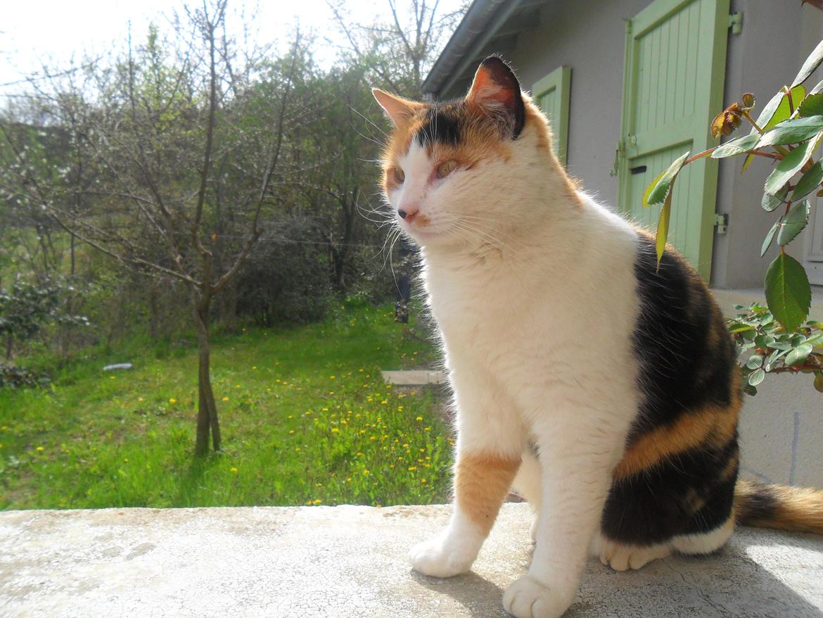 Blanding af racer Missa billede 19