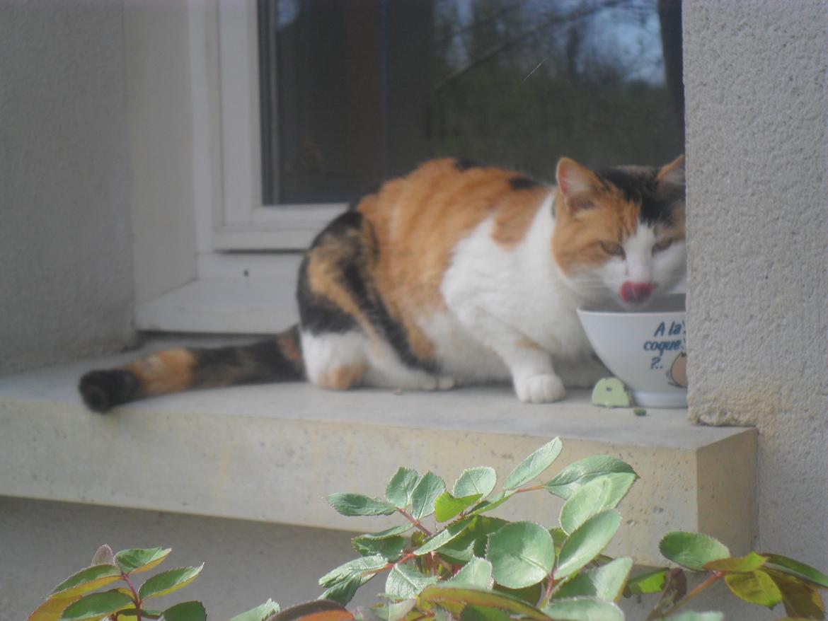 Blanding af racer Missa billede 20