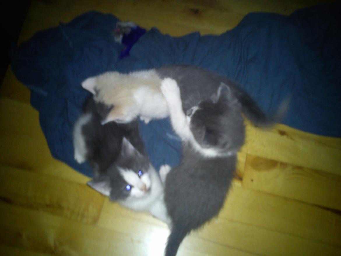 Huskat SNIF - Mit første kul af dejlige killinger billede 6