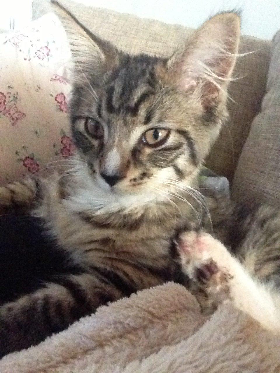 Maine Coon Vuk billede 18