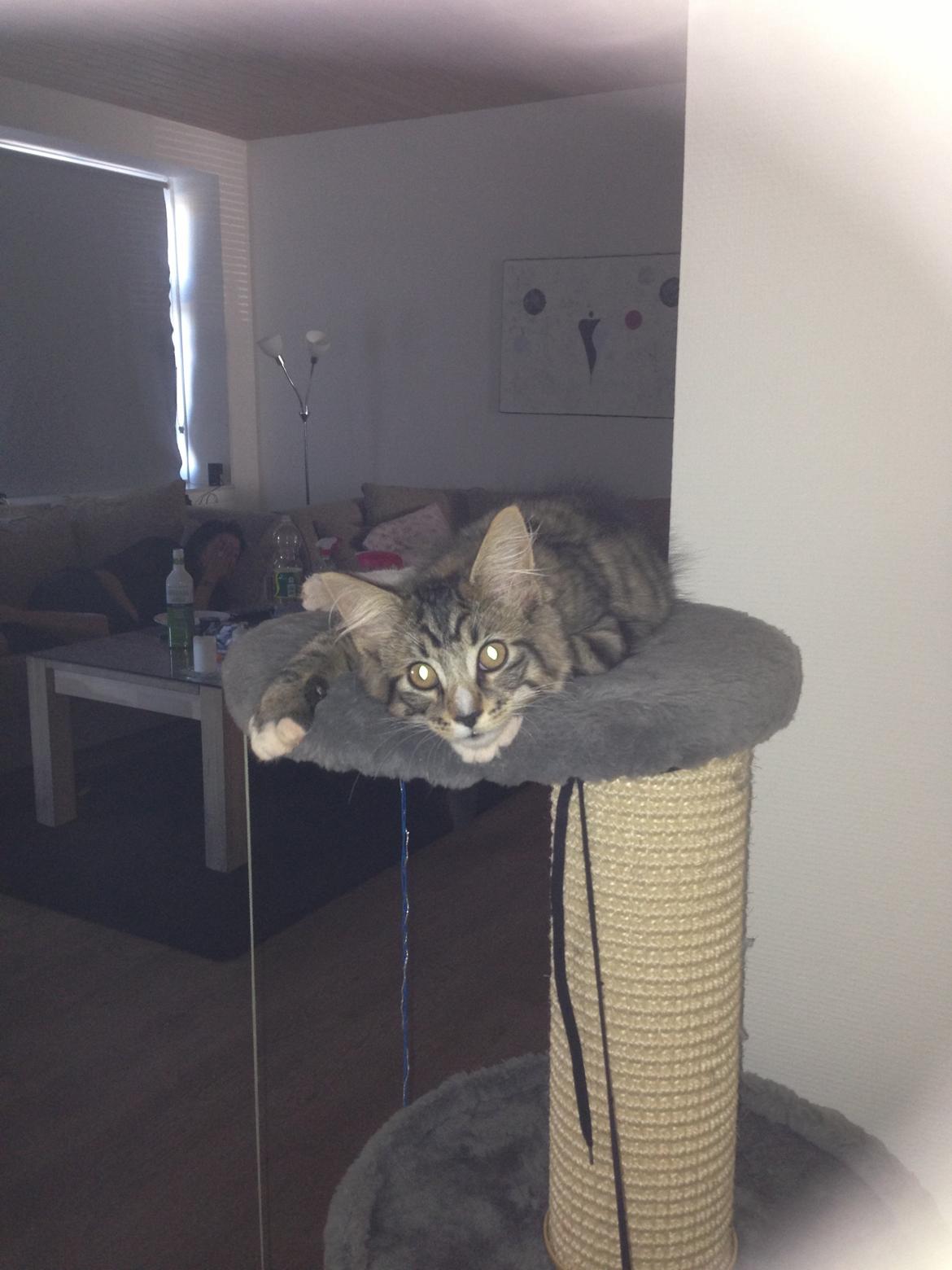 Maine Coon Vuk billede 19