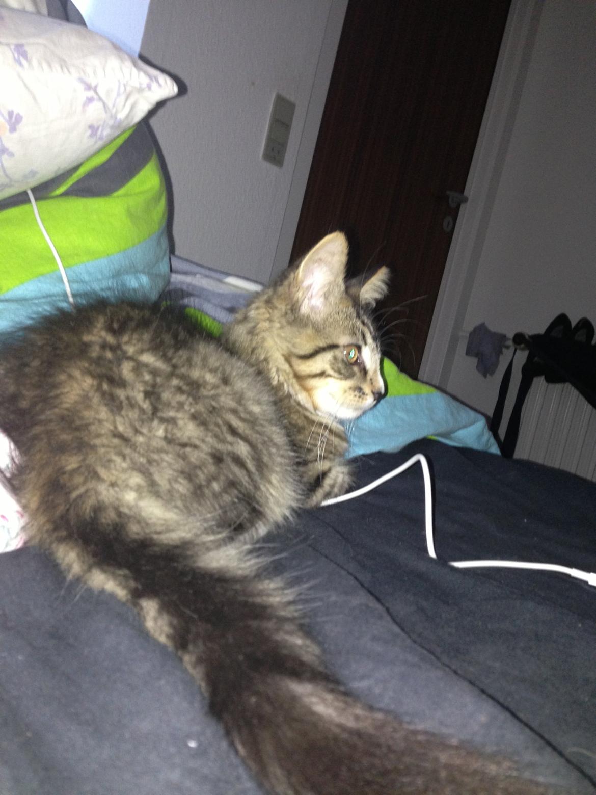 Maine Coon Vuk billede 20