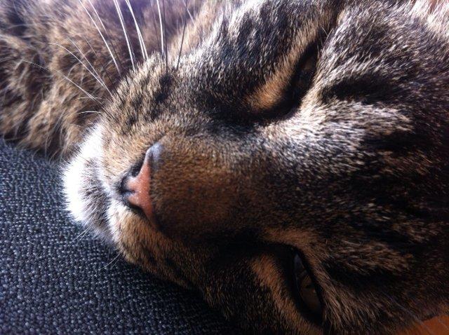 Huskat Pelle billede 2