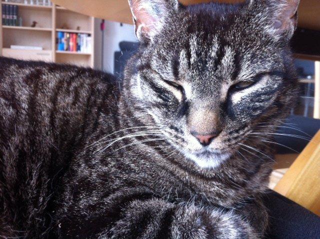 Huskat Pelle billede 3