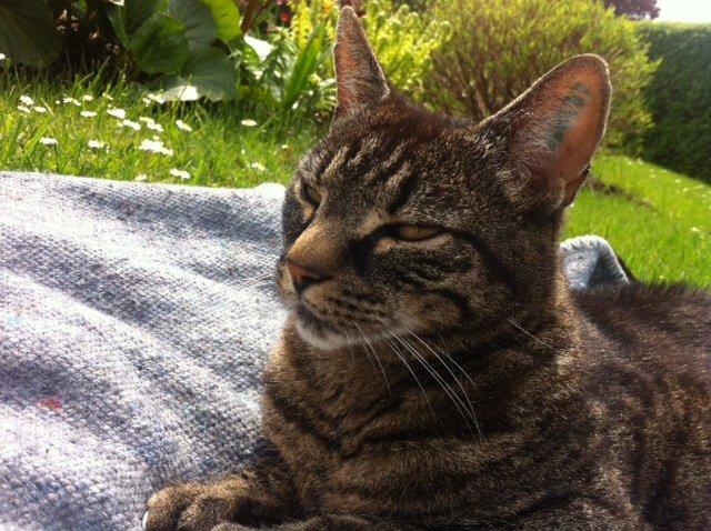 Huskat Pelle billede 4