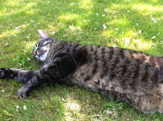 Huskat Pelle billede 5