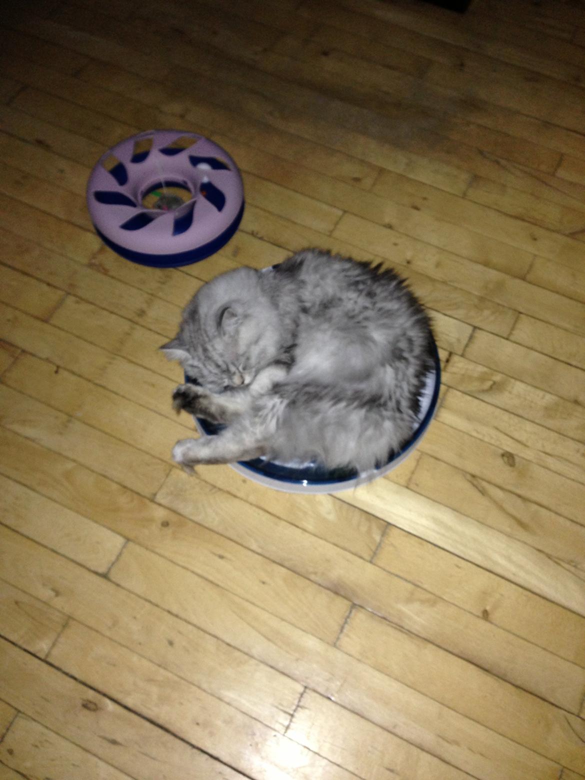 Blanding af racer Villads billede 12