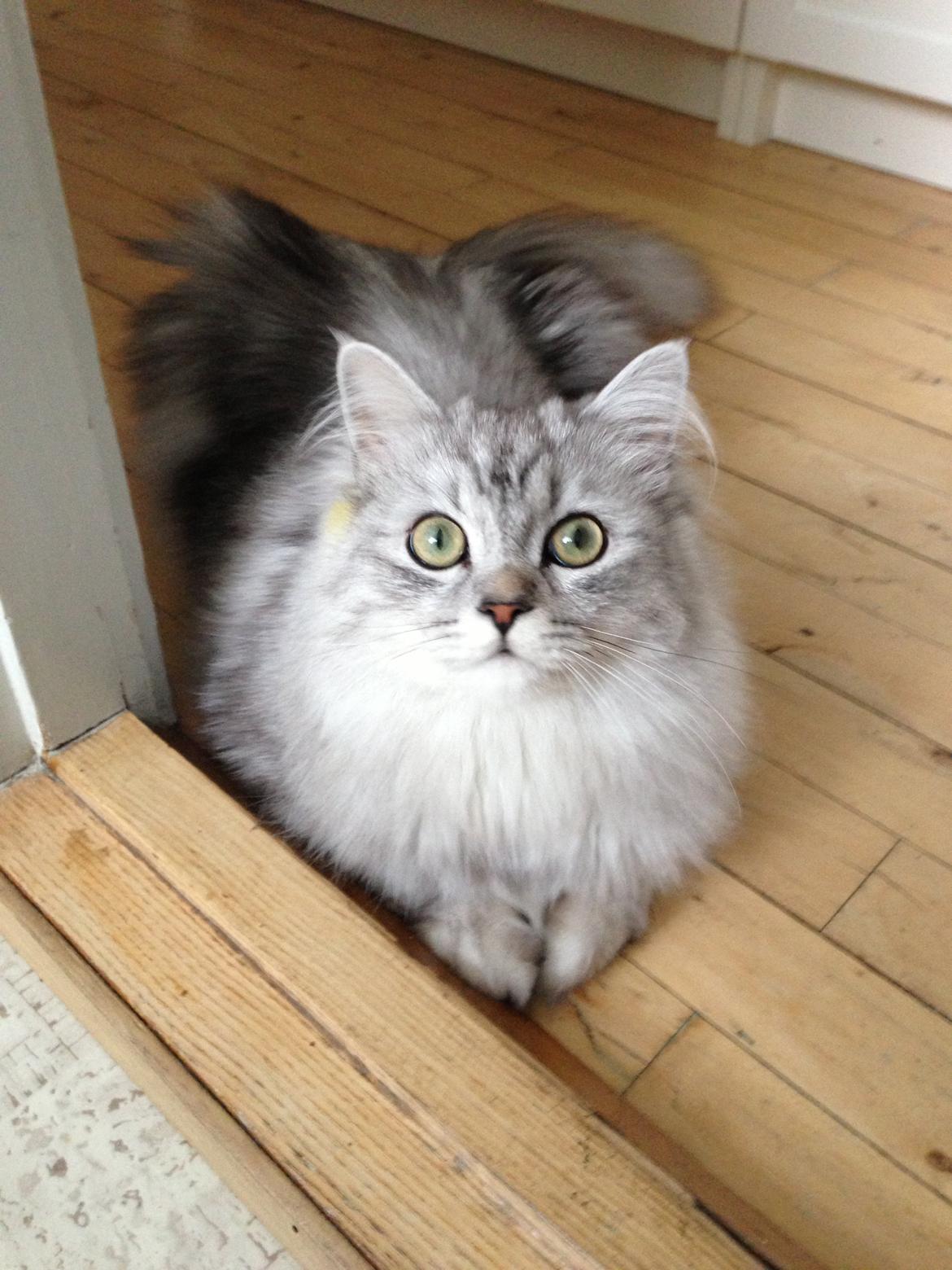 Blanding af racer Villads billede 13