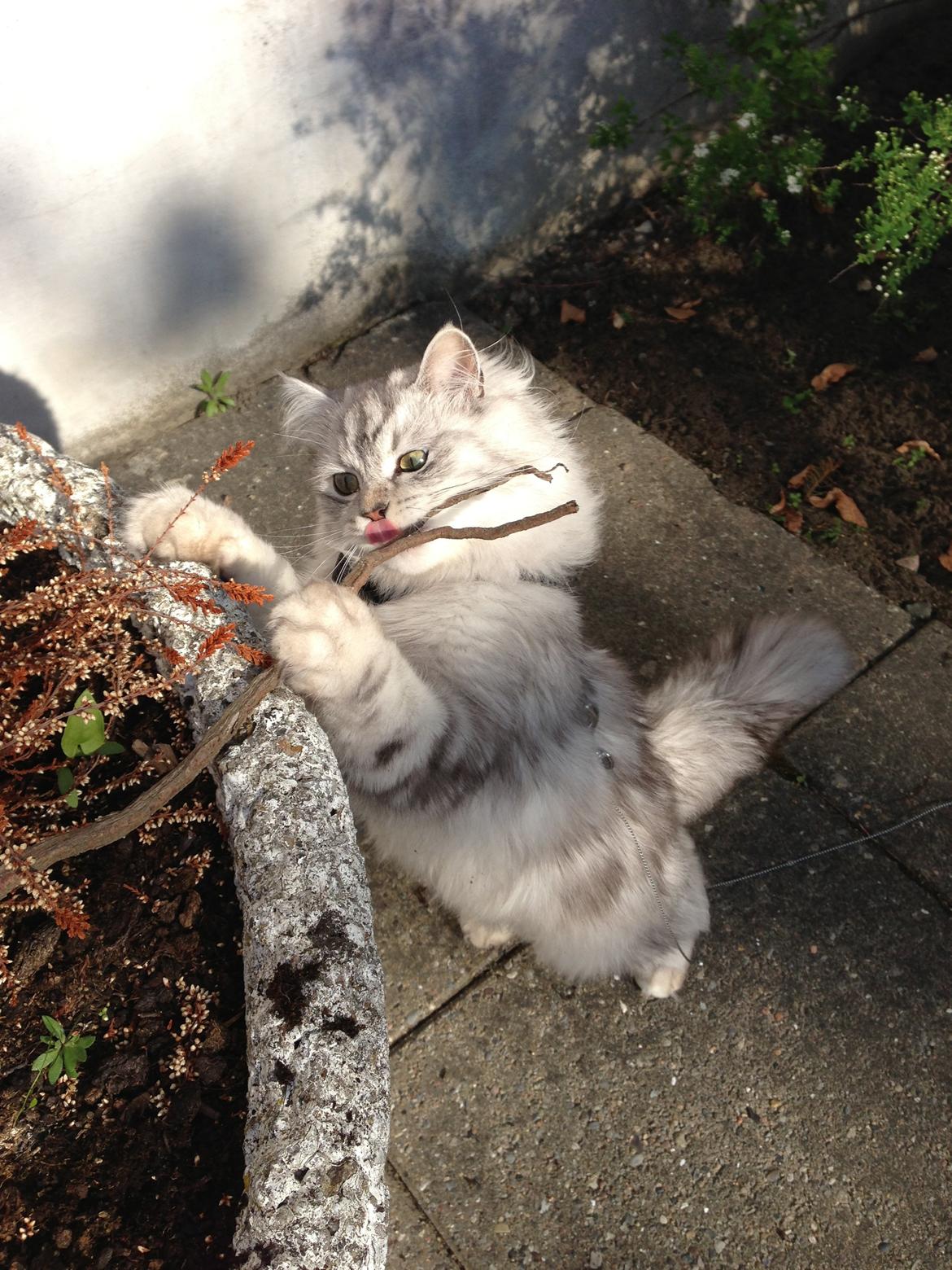 Blanding af racer Villads billede 14