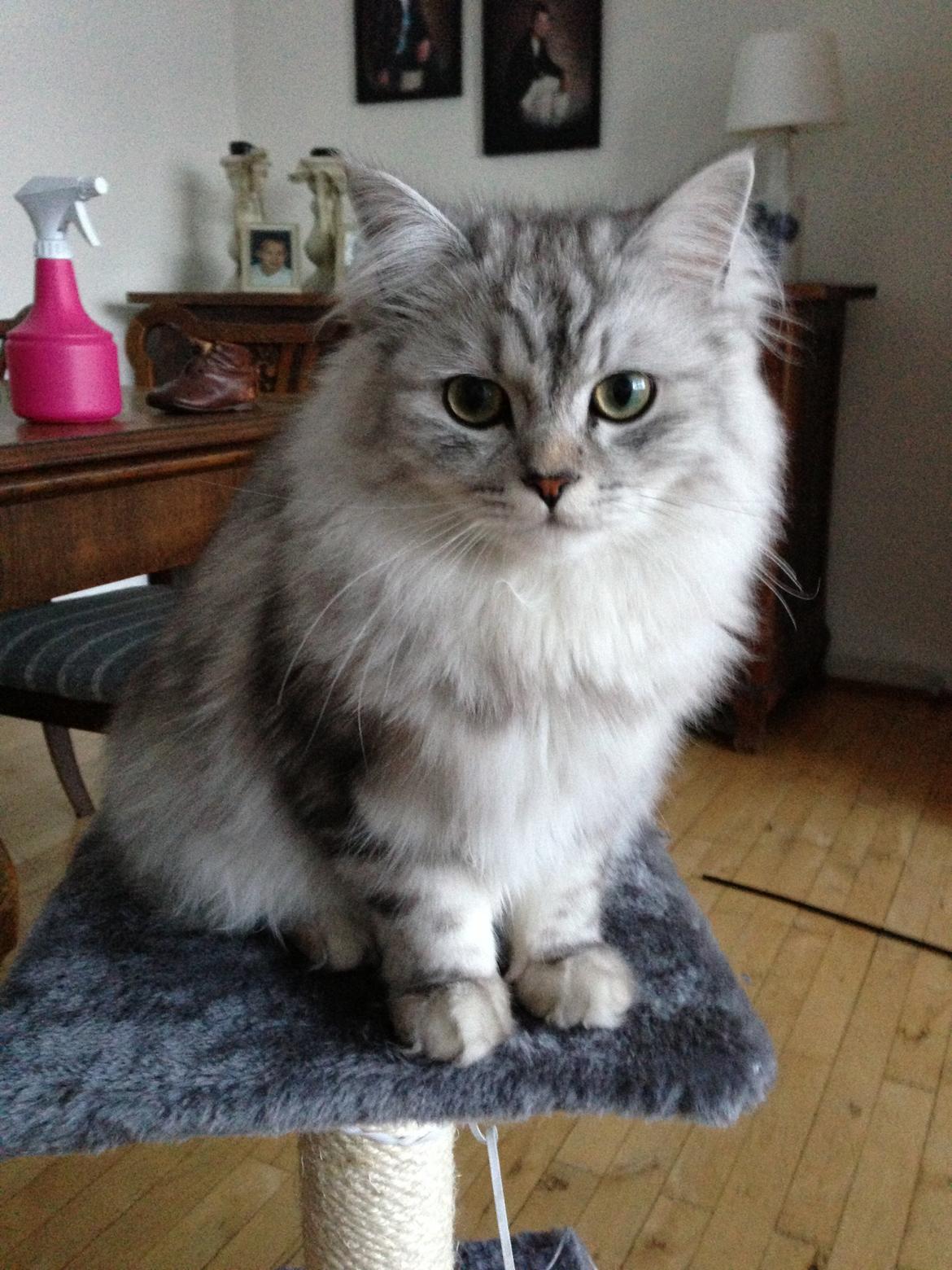 Blanding af racer Villads billede 15