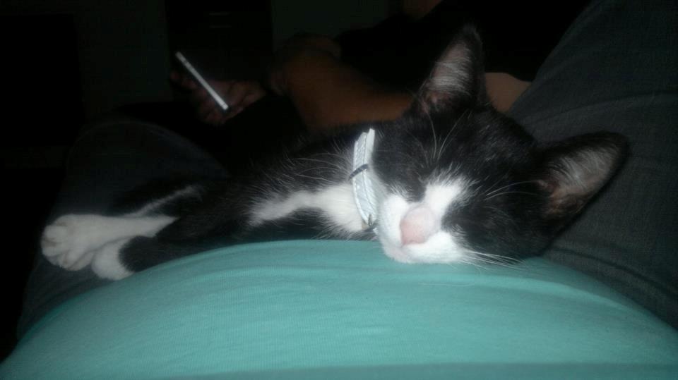 Blanding af racer Mulle - Lige da vi hade fået hende hjem <3  billede 1