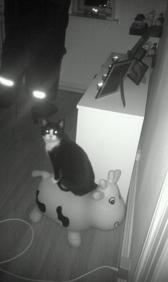 Blanding af racer Mulle - Min piige <3  billede 2