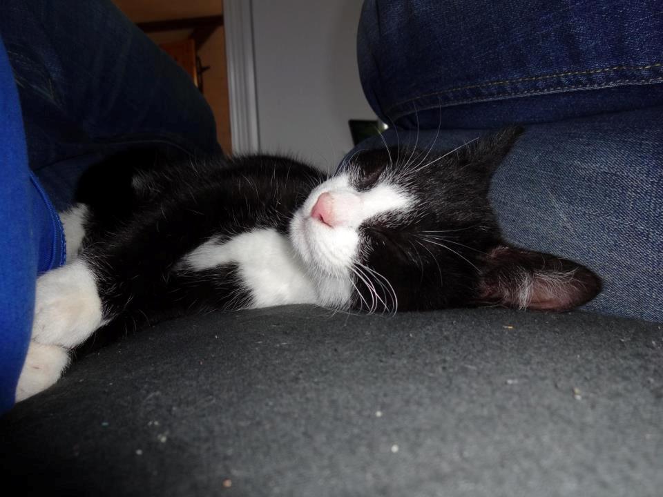 Blanding af racer Mulle - Hun er bare en dejlig kat! billede 3